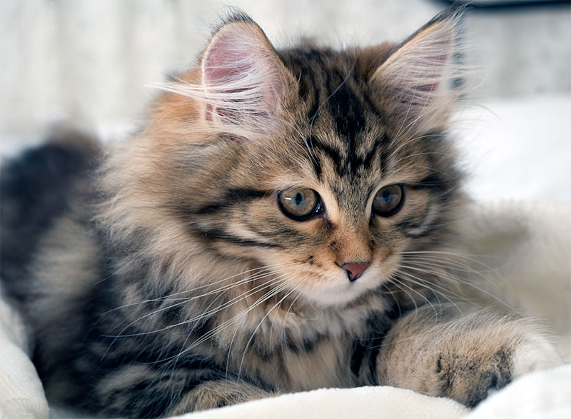 Best cat breeds for people deals with allergies