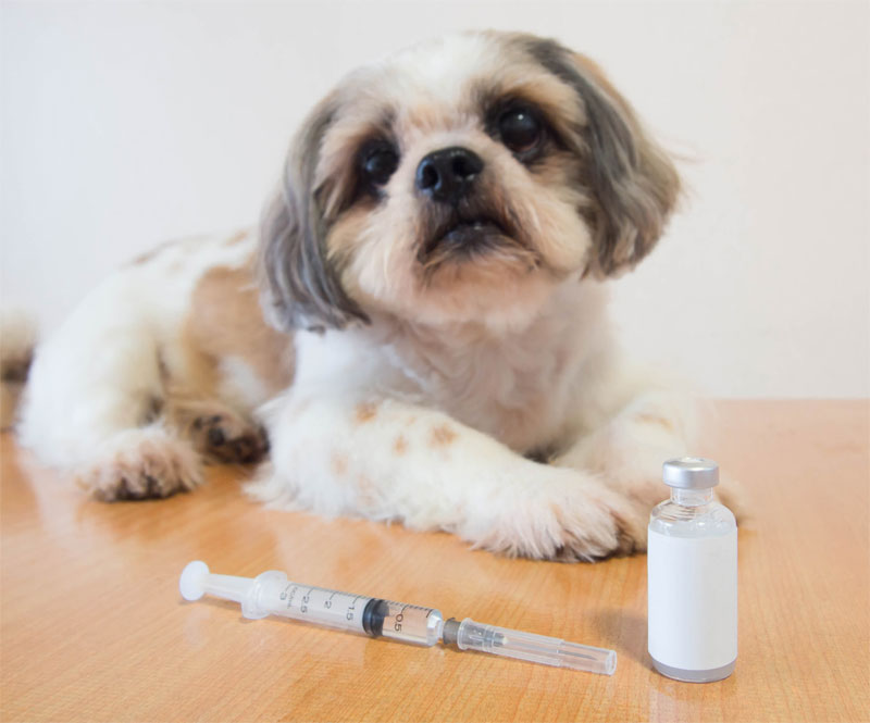 vaccinating-your-pet-strip2