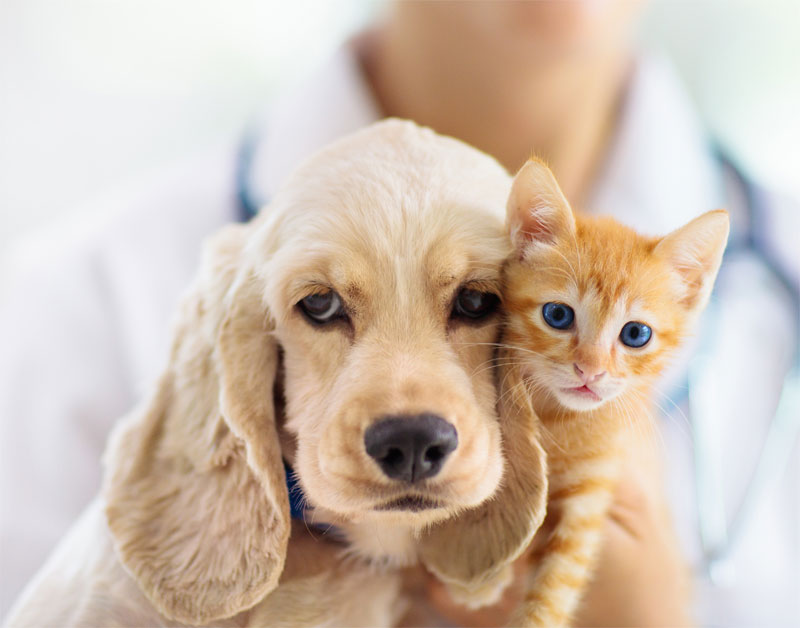 vaccinating-your-pet-strip3
