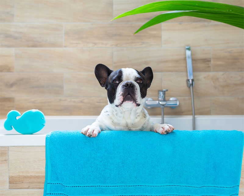 Tips to Keep Your Dog Calm for Grooming | Tucson, AZ | Desert Paws