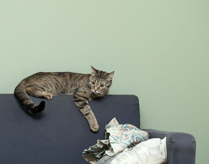 Tips for How to Keep Cats from Scratching Furniture