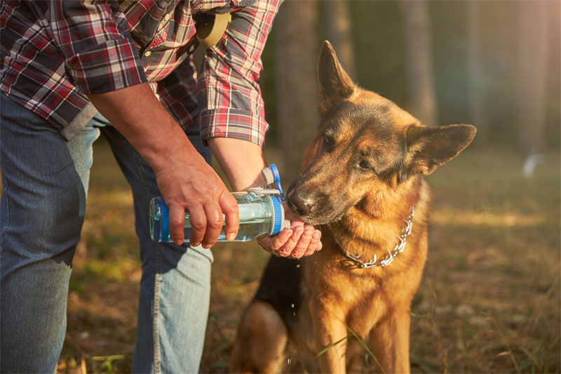 how-to-keep-your-pet-hydrated-in-the-extreme-heat-strip1