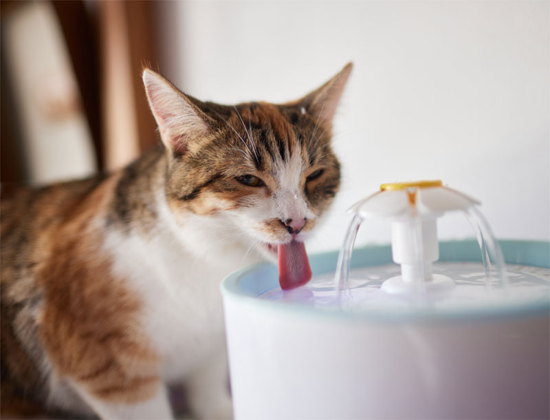 how-to-keep-your-pet-hydrated-in-the-extreme-heat-strip2