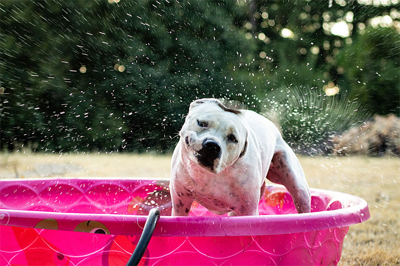 how-to-keep-your-pet-hydrated-in-the-extreme-heat-strip4