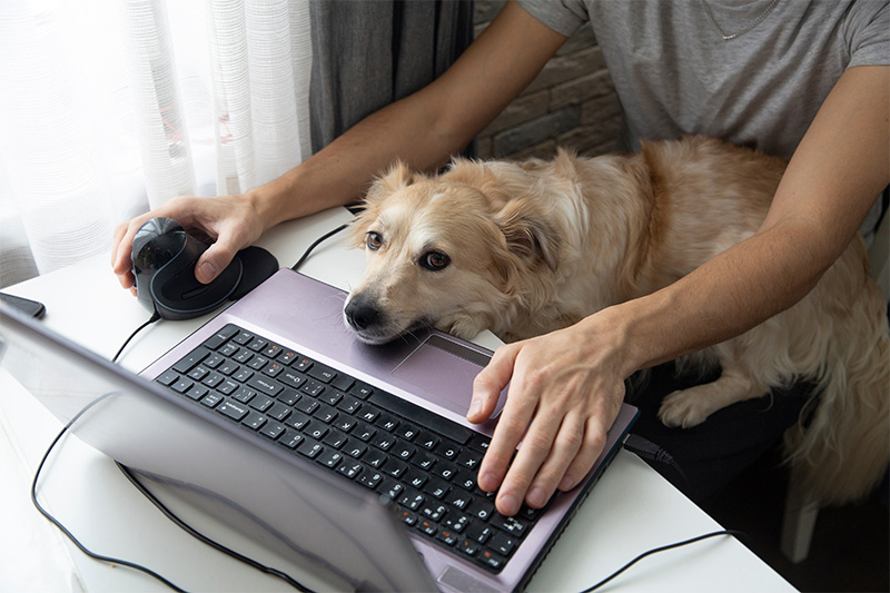 is-telemedicine-right-for-your-pet-strip2