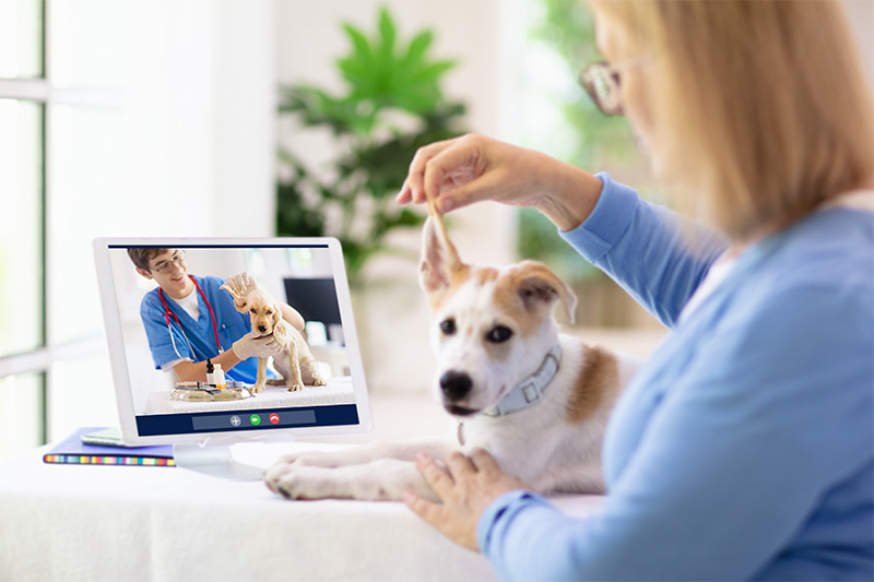 is-telemedicine-right-for-your-pet-strip3