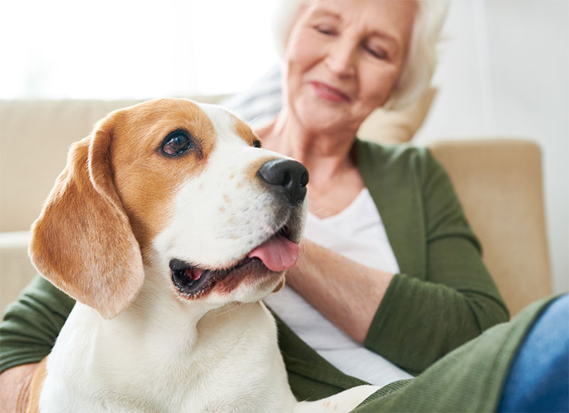 caring-for-your-senior-pet-during-adopt-a-senior-pet-month-strip1