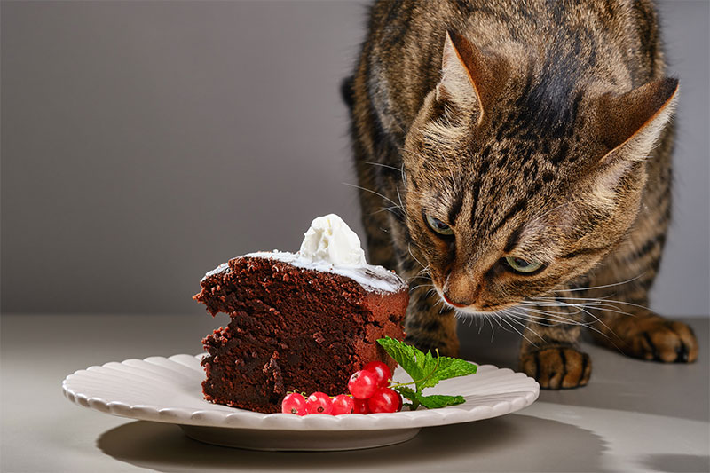 5-holiday-foods-that-are-dangerous-for-pets-strip2