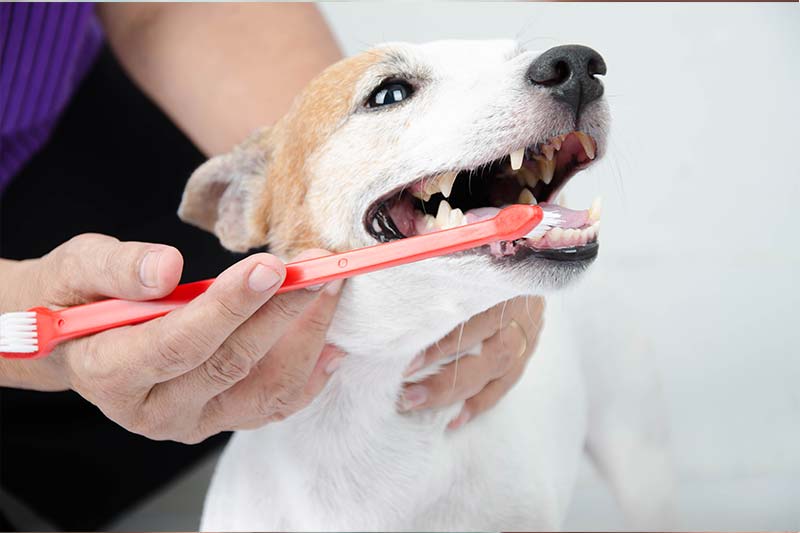 why-dental-care-is-essential-for-your-pets-strip2