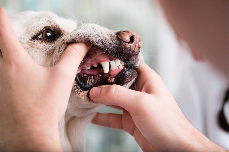 why-dental-care-is-essential-for-your-pets-strip3
