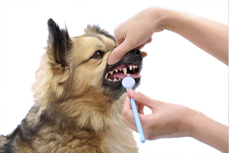 why-dental-care-is-essential-for-your-pets-strip4