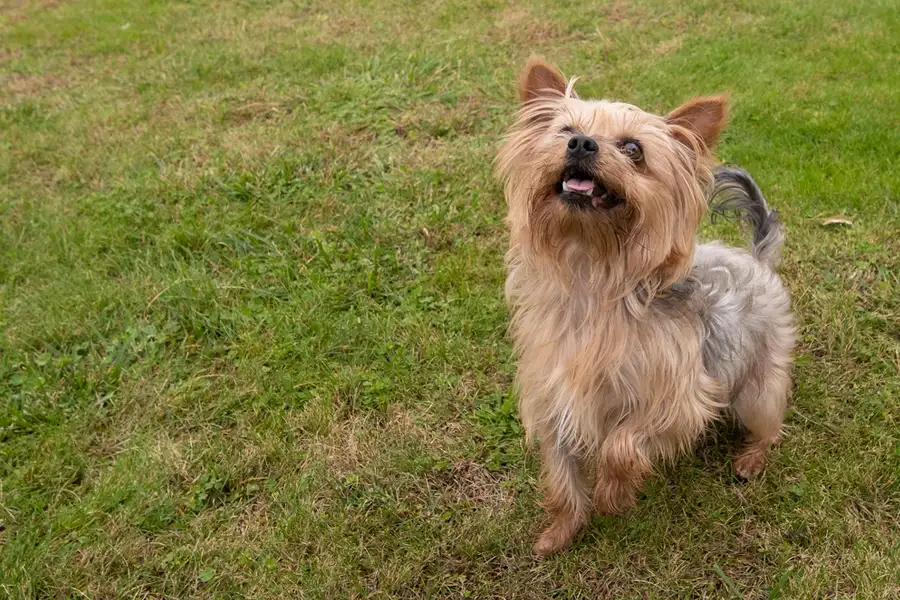 Common Signs of Allergies in Pets