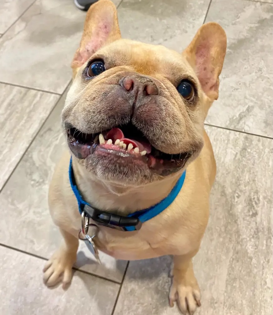 Springtime Allergies: How Do I Know If My Pet Has Allergies