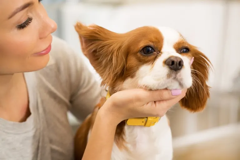 How to Help Your Pet Feel Better This Spring