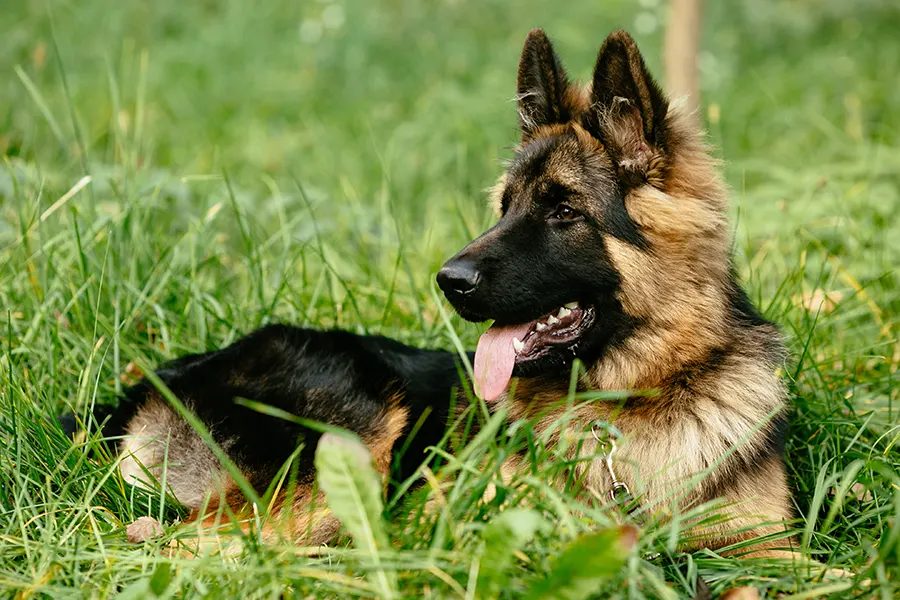 Why Are German Shepherds So Loved? Image