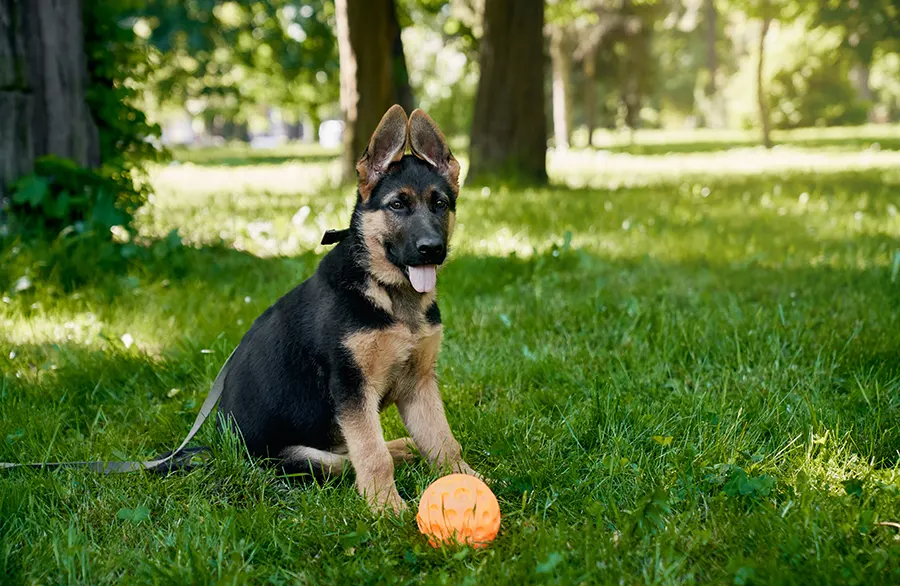 Keeping Your German Shepherd Happy & Healthy