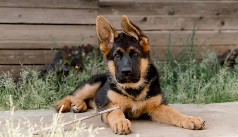 Celebrate German Shepherd Day With Love—and a Health Check! Image