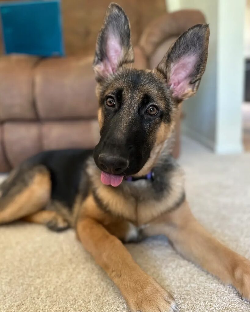 Celebrating German Shepherd Day: Keeping Your Pups Healthy & Happy