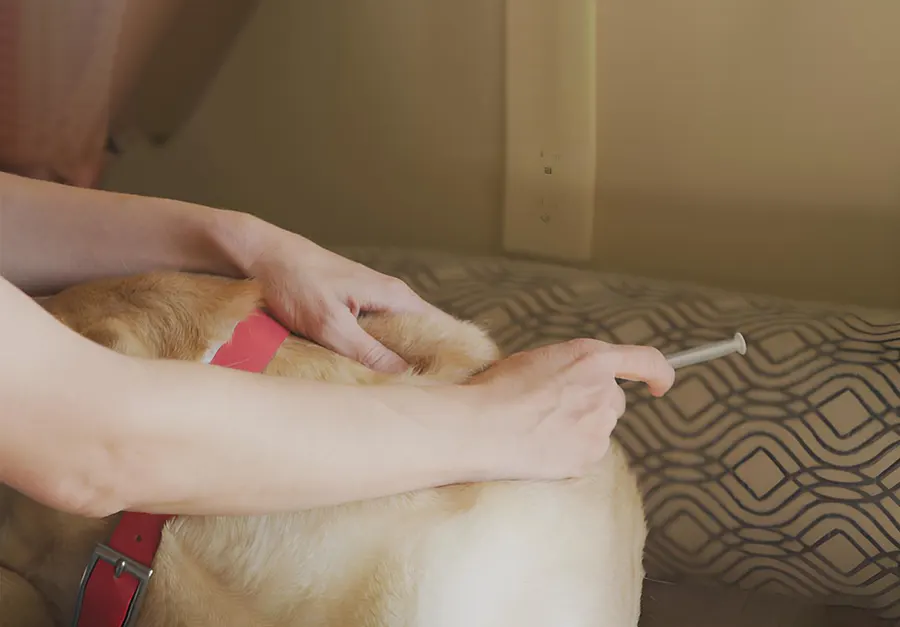 Pet Vaccinations Banner Image