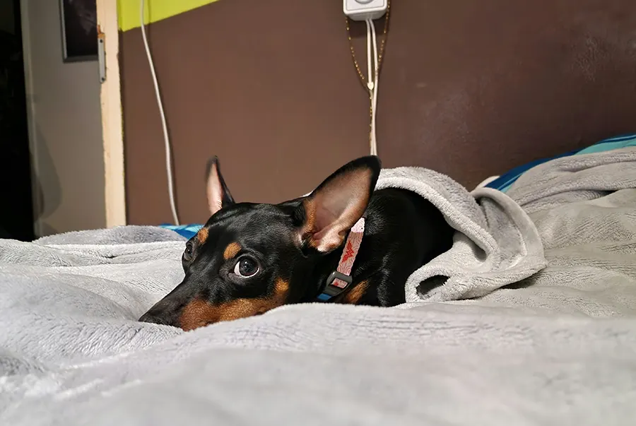 Elective & Minor Surgical Procedures We Offer