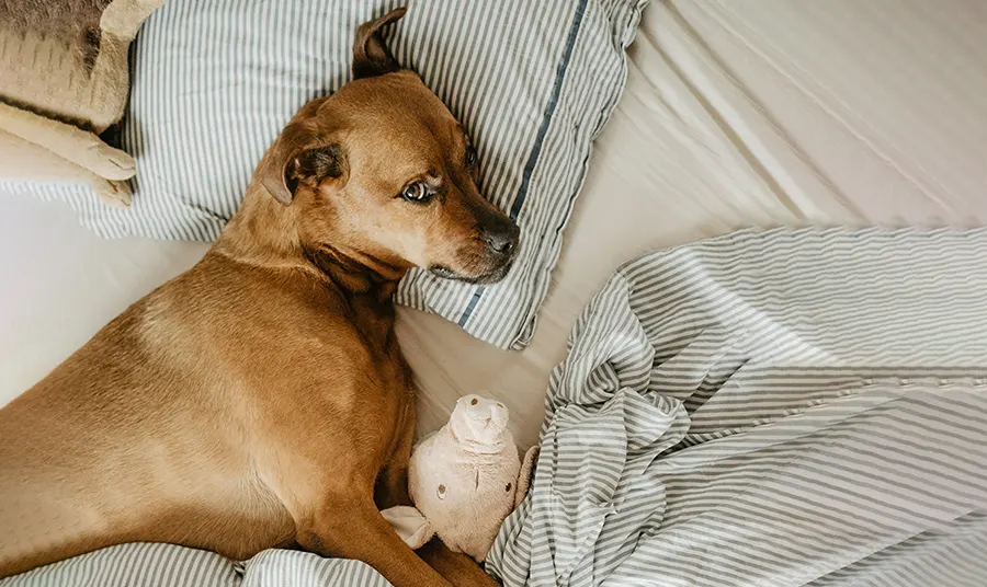 Learn More or Schedule a Consultation