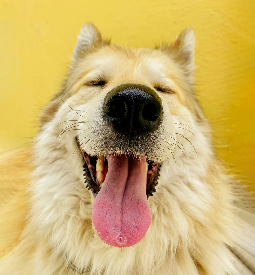 Dentistry Banner Image