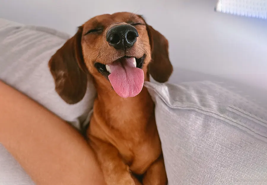 Common Signs of Dental Disease in Pets