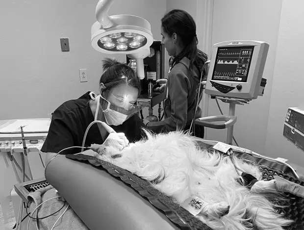 From Cleanings to Complex Care—We’ve Got Your Pet’s Smile Covered