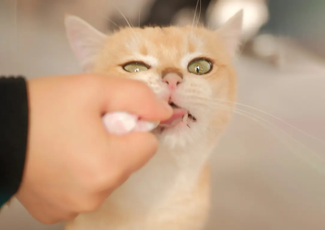 Supporting Your Pet’s Oral Health at Home