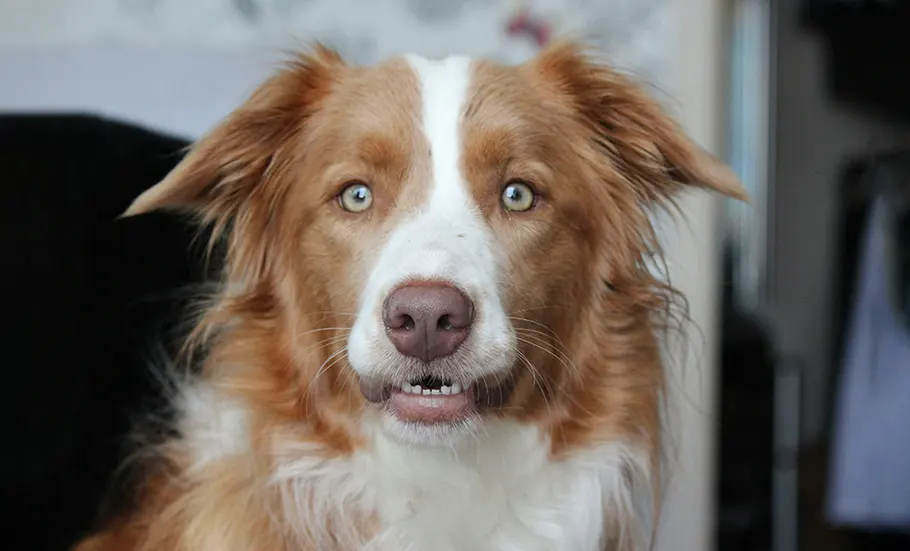 Caring For Your Pets During Emergencies