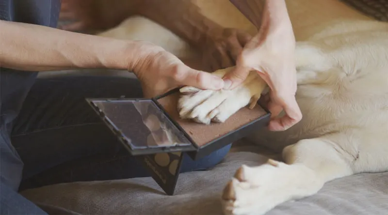 In-Home Pet Euthanasia in Tucson, AZ