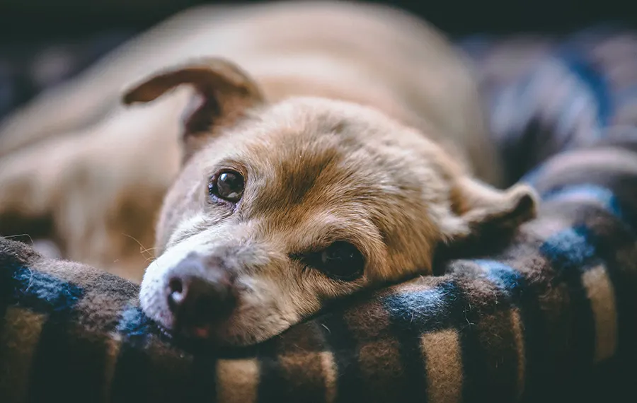 What to Expect During An In-Home Euthanasia Appointment