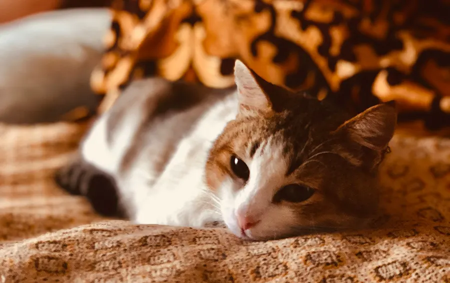 A Peaceful Goodbye in the Place They Love Most