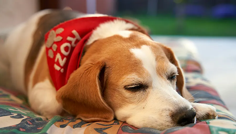 In-Home Pet Euthanasia