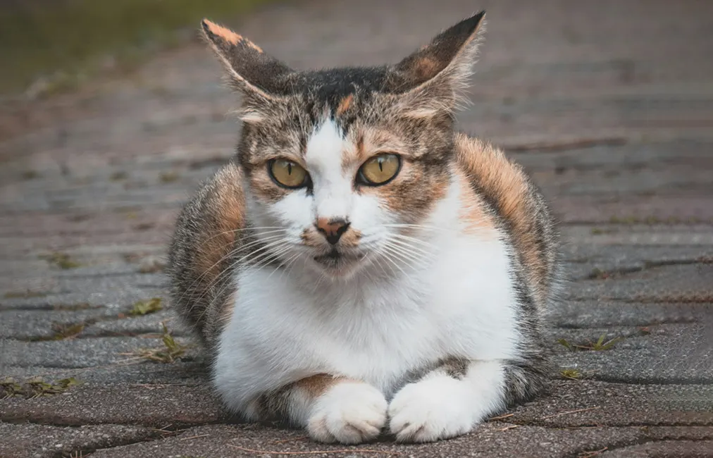 When Your Pet Isn’t Feeling Well, We’re Here to Help