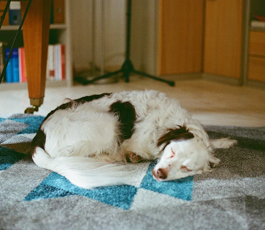 Common Reasons Your Pet May Need a Sick Visit