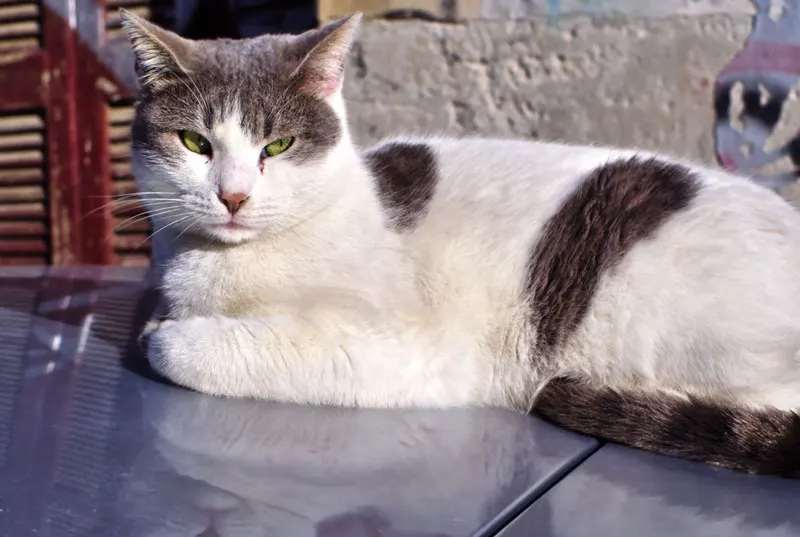 Signs Your Pet Should Be Seen Promptly