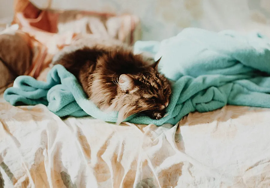 How to Know If Your Pet Needs Emergency Care