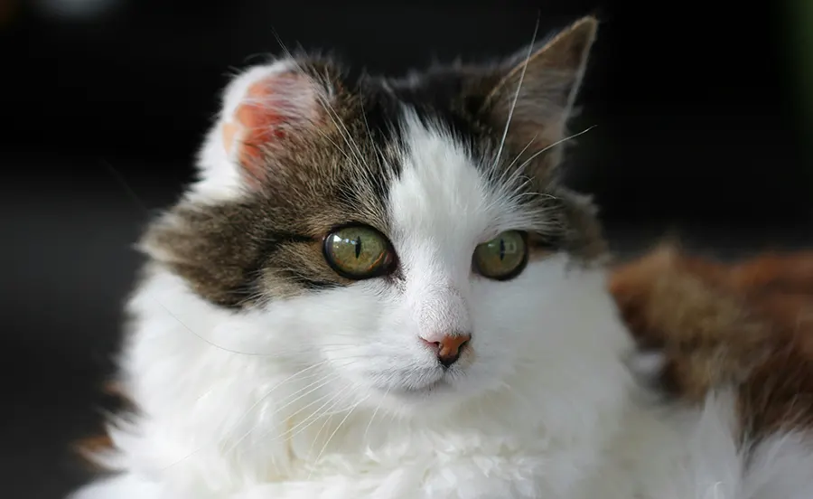 We’re Here When Your Pet Needs Help