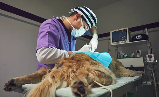 Pet Surgery