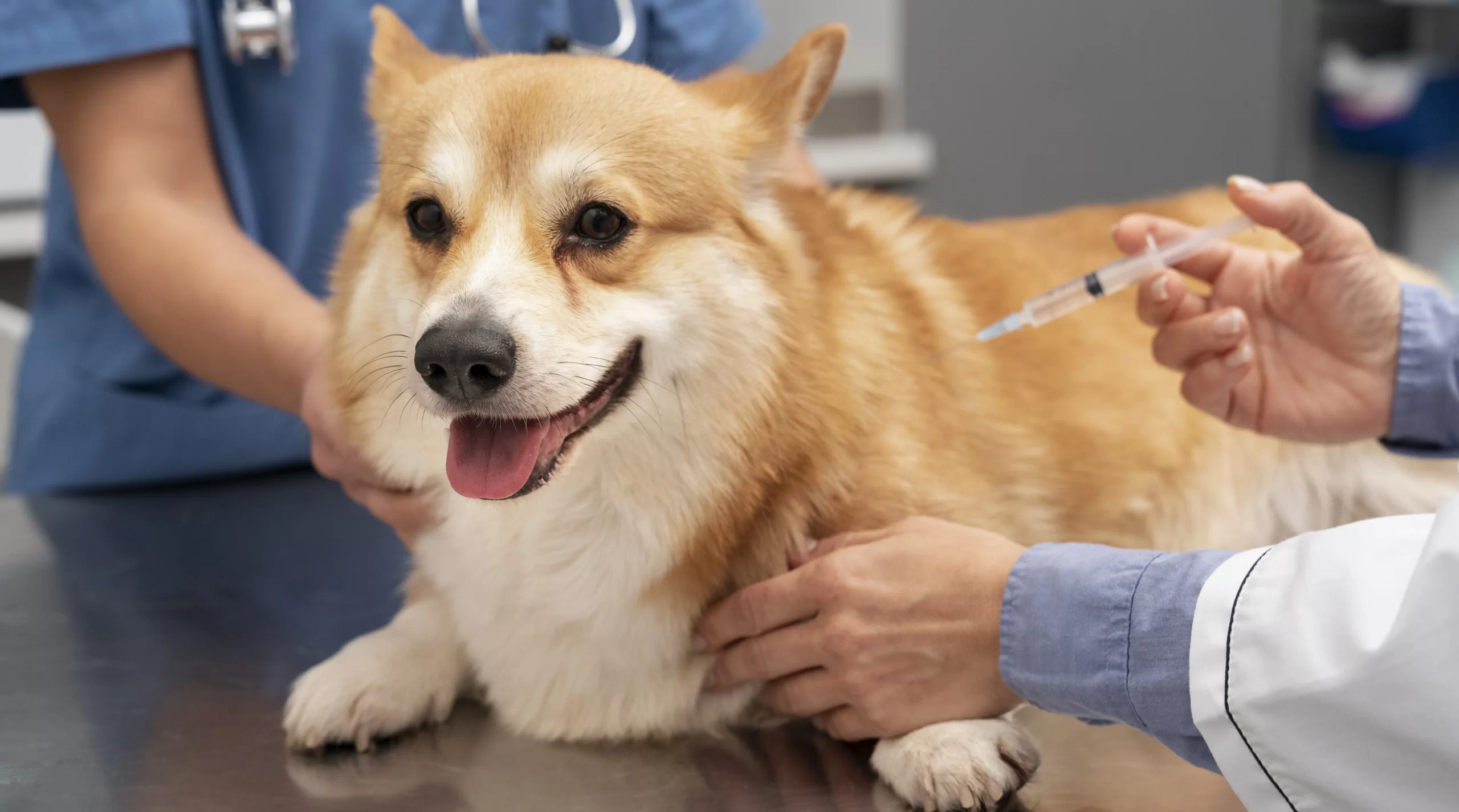 Mobile Pet Vaccinations in Tucson