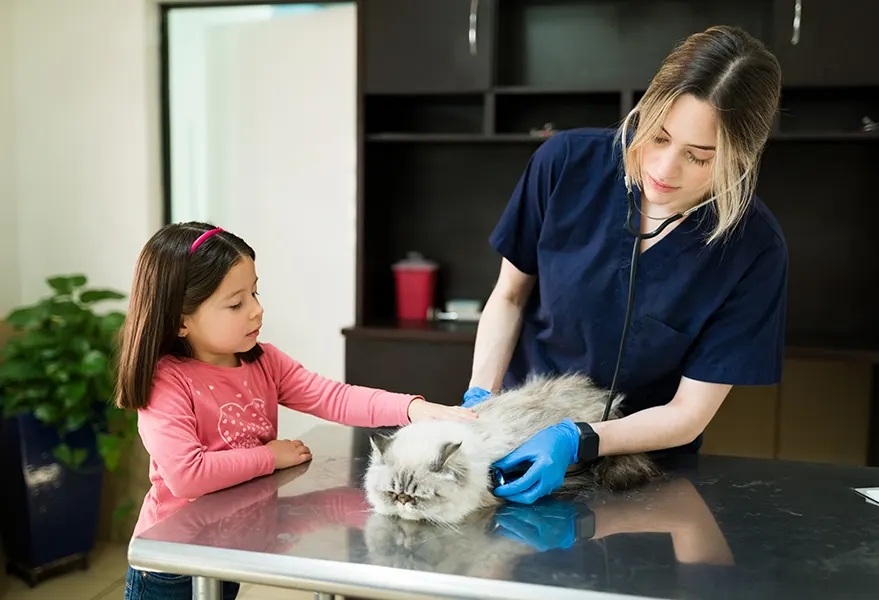 Stress-Free Veterinary Care at Home