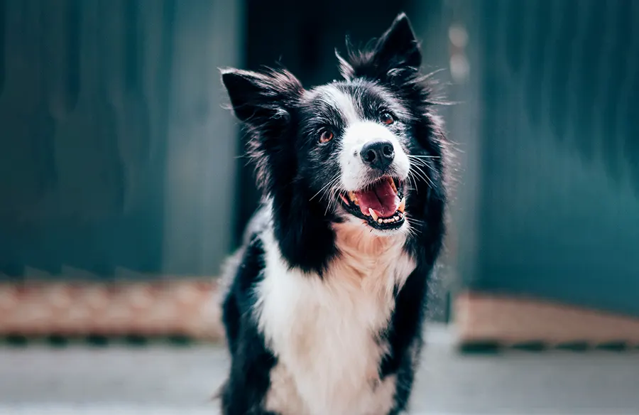 Why Early Detection Matters for Your Pet