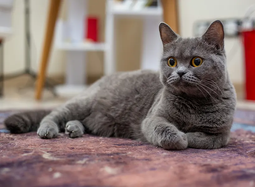 Why Annual Screening Is Essential