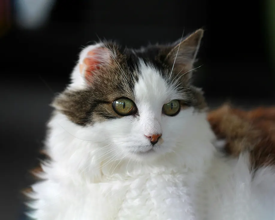 Promotional Wellness Screenings