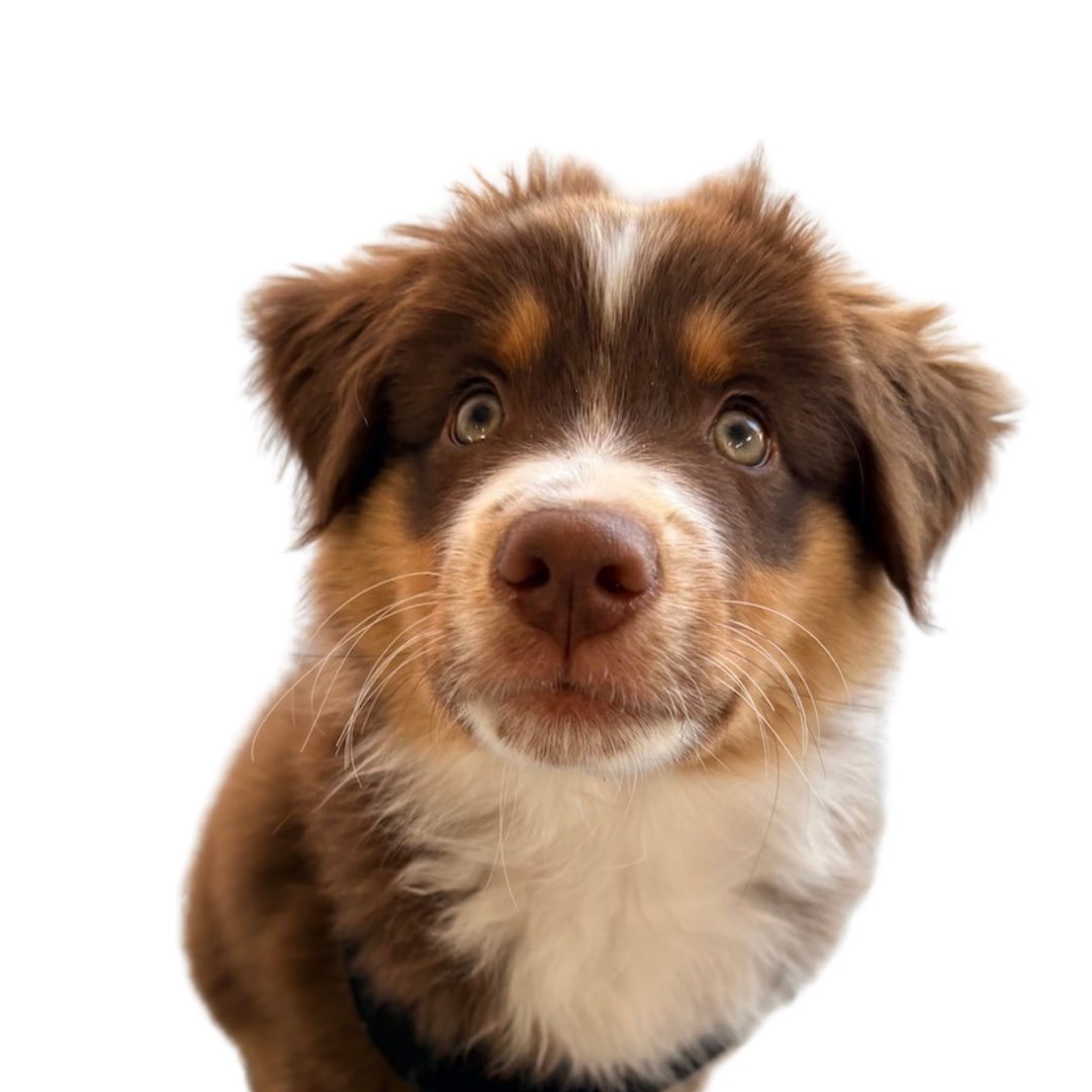 contact form image of puppy