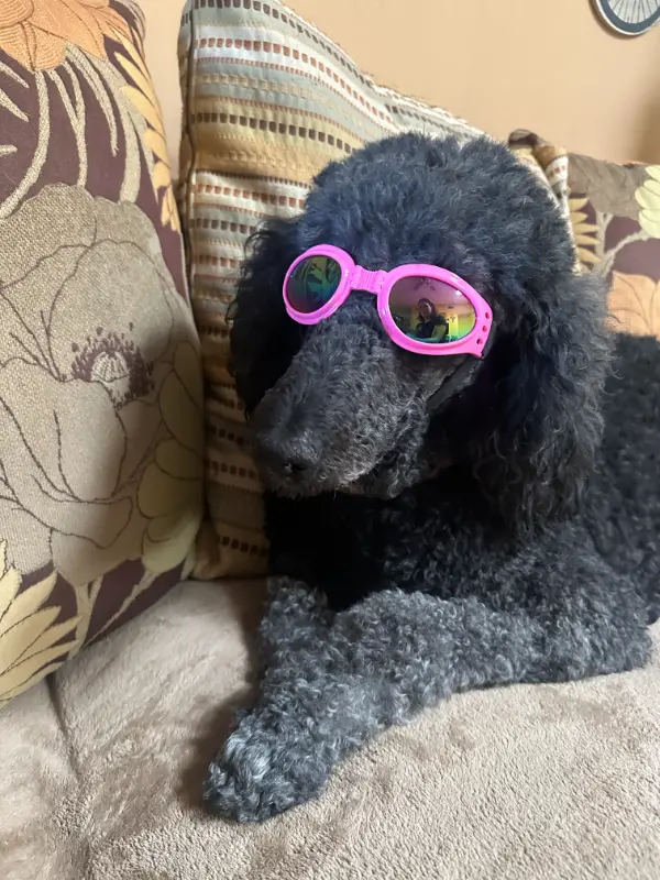 The Healing Light: Exploring Pet Laser Therapy with Desert Paws Mobile Veterinary Care