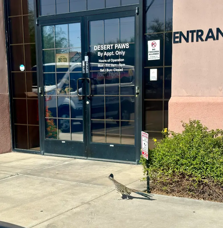 desert paws entrance to surgery center