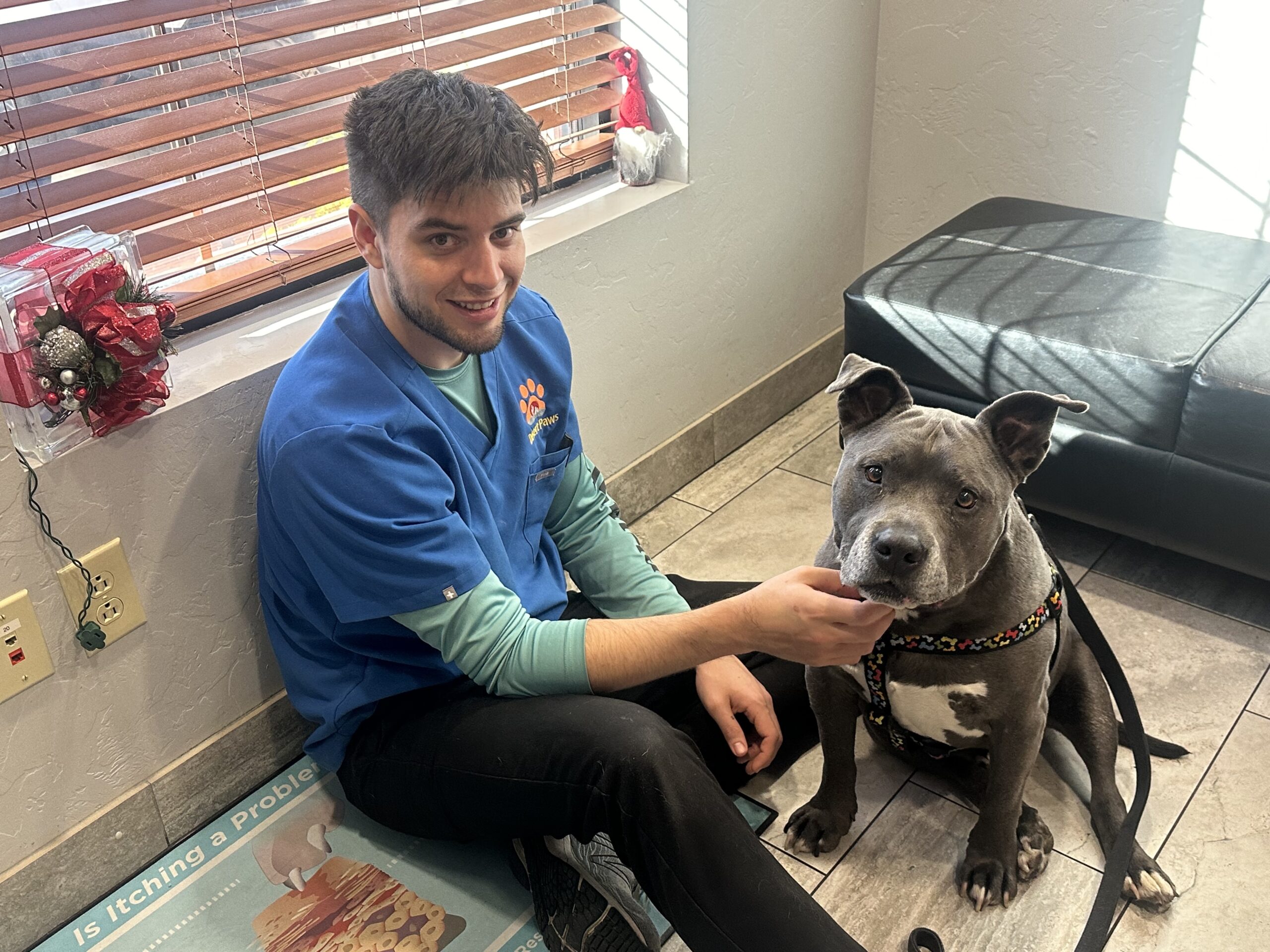 bull-dog-dermatology dog having emergency