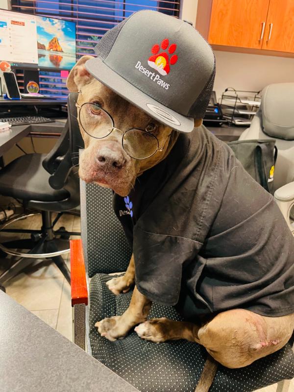 cute new pet patient